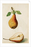 Pears by Jacques Le Moyne de Morgues