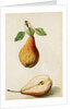 Pears by Jacques Le Moyne de Morgues