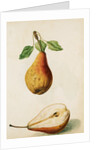 Pears by Jacques Le Moyne de Morgues