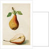 Pears by Jacques Le Moyne de Morgues