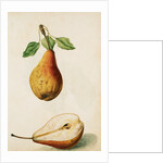 Pears by Jacques Le Moyne de Morgues