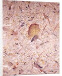Embroidered shawl by Unknown