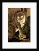 Tiger, depicted on a painted screen. Japan, 17th century by Anonymous