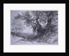 Paliano by Edward Lear