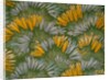 Crocus by George Charles Haite