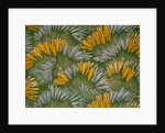Crocus by George Charles Haite