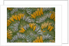 Crocus by George Charles Haite