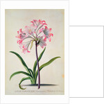 Belladonna Lily by Georg Dionysius Ehret