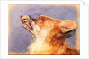 Head of a Fox by John Frederick Lewis
