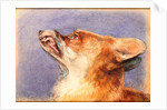 Head of a Fox by John Frederick Lewis