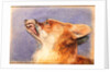 Head of a Fox by John Frederick Lewis