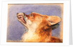 Head of a Fox by John Frederick Lewis