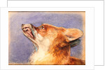 Head of a Fox by John Frederick Lewis
