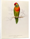 Variegated Parakeet: Trichoglossus Versicolor by Edward Lear