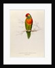 Variegated Parakeet: Trichoglossus Versicolor by Edward Lear