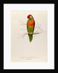 Variegated Parakeet: Trichoglossus Versicolor by Edward Lear