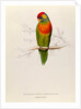 Variegated Parakeet: Trichoglossus Versicolor by Edward Lear