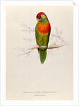 Variegated Parakeet: Trichoglossus Versicolor by Edward Lear