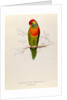 Variegated Parakeet: Trichoglossus Versicolor by Edward Lear