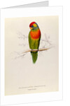 Variegated Parakeet: Trichoglossus Versicolor by Edward Lear