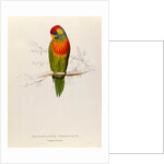 Variegated Parakeet: Trichoglossus Versicolor by Edward Lear