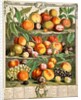 August, from The twelve months of fruits by Robert Furber