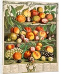 August, from The twelve months of fruits by Robert Furber