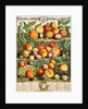 August, from The twelve months of fruits by Robert Furber