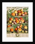August, from The twelve months of fruits by Robert Furber