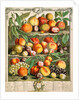 August, from The twelve months of fruits by Robert Furber