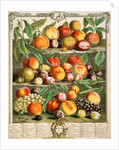 August, from The twelve months of fruits by Robert Furber