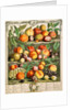 August, from The twelve months of fruits by Robert Furber