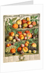 August, from The twelve months of fruits by Robert Furber