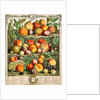 August, from The twelve months of fruits by Robert Furber