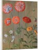 Poppies by Johann Jakob Walther