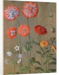 Poppies by Johann Jakob Walther