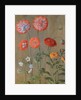Poppies by Johann Jakob Walther
