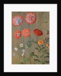 Poppies by Johann Jakob Walther