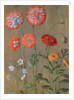 Poppies by Johann Jakob Walther