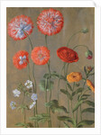 Poppies by Johann Jakob Walther