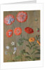 Poppies by Johann Jakob Walther
