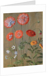 Poppies by Johann Jakob Walther