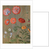 Poppies by Johann Jakob Walther