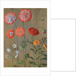 Poppies by Johann Jakob Walther