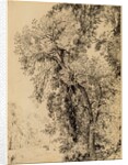 Study of Ash Trees by John Constable