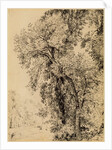 Study of Ash Trees by John Constable
