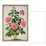 Rose by Johann Jakob Walther