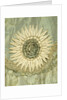 Coat, detail by Francis & Co Ltd.
