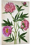 Peonies by Johann Jakob Walther