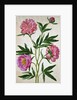 Peonies by Johann Jakob Walther